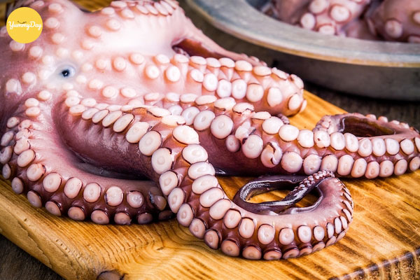 Chọn những con bạch tuộc thật tươi