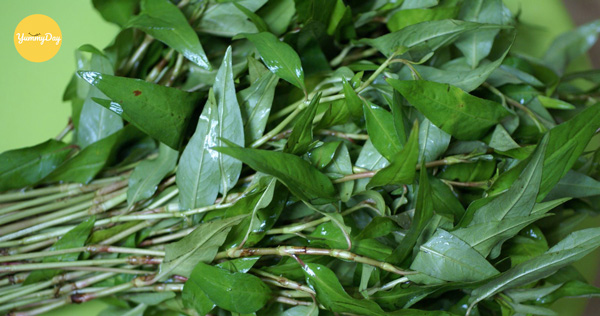 Sơ chế rau răm