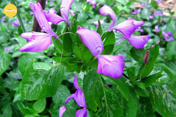 Lá cẩm bạn rửa sạch rồi cắt ngắn cho gọn