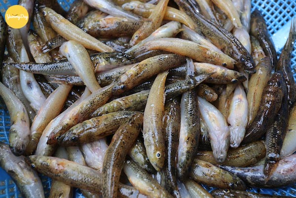 Lựa chọn những con cá bống tươi ngon
