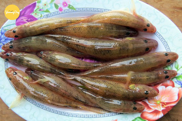 Những con cá bống tươi chất lượng
