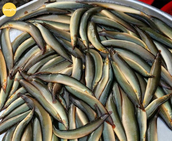 Lựa chọn những con cá chạch thật tươi ngon để món ăn càng thêm trọn vị