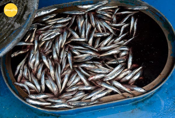 Cá cơm tươi ngon