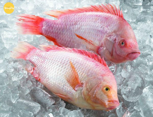 Lựa chọn cá diêu hồng tươi ngon