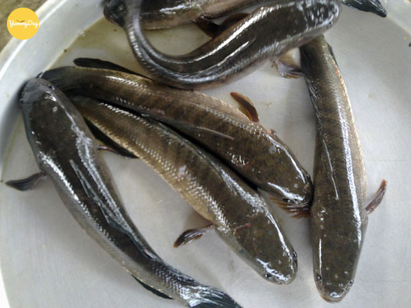 Cá lóc tươi ngon