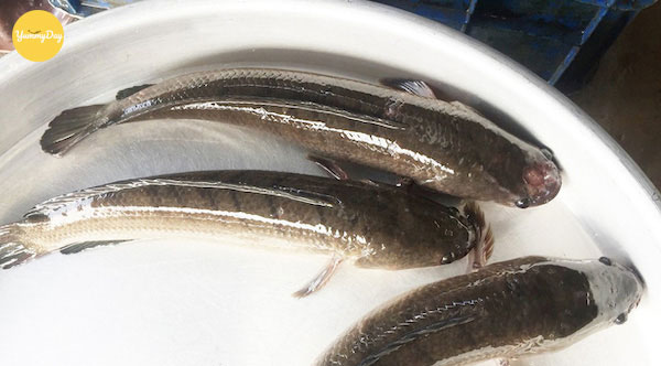 Lựa những con cá lóc tươi ngon