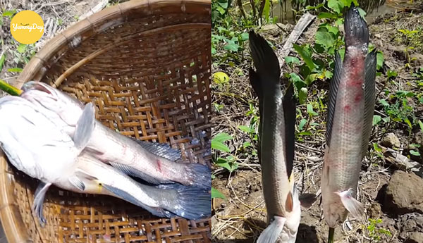 Tiến hành nướng cá lóc