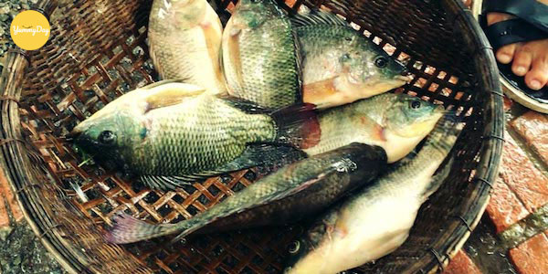 Cá rô là loại cá không hề đắt đỏ nhưng mang lại lợi ích tuyệt vời cho sức khỏe