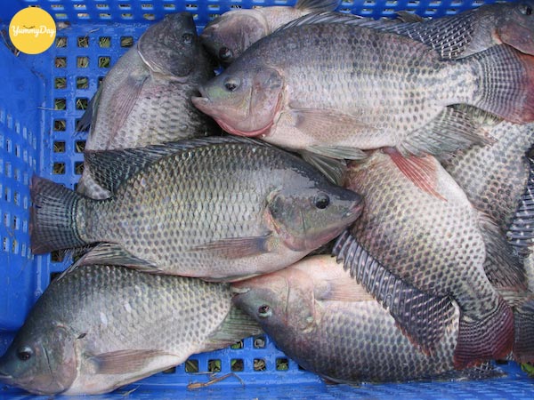 Tuyển lựa những con cá rô tươi
