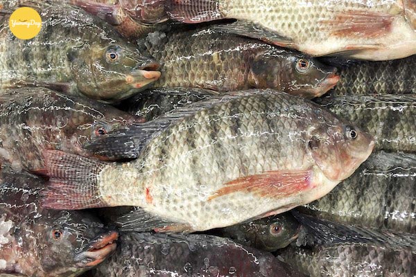 Chọn cá rô tươi ngon sẽ giúp món ăn ngon hơn nhiều
