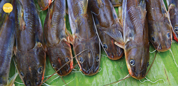 Chú ý chọn những con cá trê tươi sống nhé