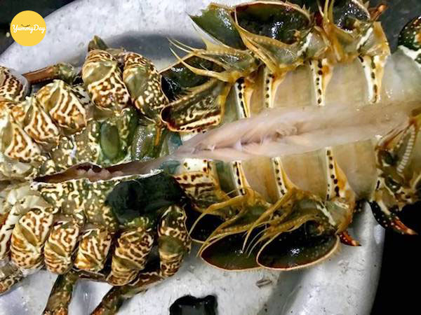Lựa chọn tôm hùm đúng cách