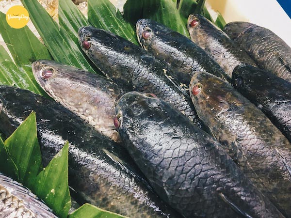 Lựa chọn những con cá lóc tươi ngon