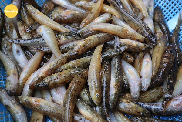 Lựa cá bống tươi ngon
