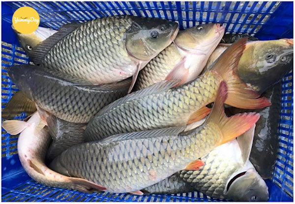 Lựa chọn cá chép tươi ngon