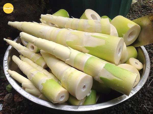 Măng tươi như thế nào là ngon và tươi?