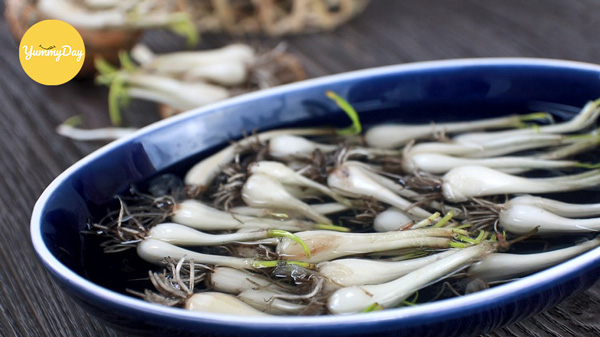 Đem củ kiệu đi ngâm với muối loãng