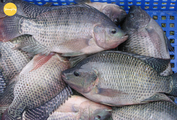 Lựa chọn cá rô phi tươi ngon