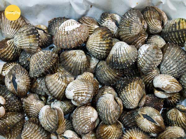 Những con sò huyết tươi ngon bổ dưỡng