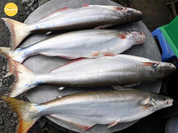 Cá bông lau tươi ngon