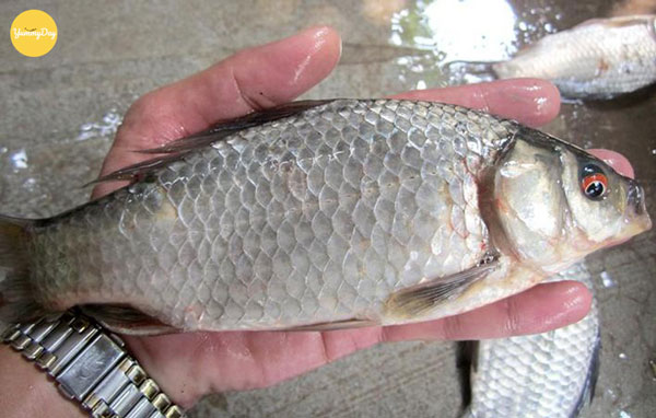 Lựa chọn cá diếc tươi ngon