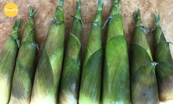 Chọn lựa những búp măng tươi ngon