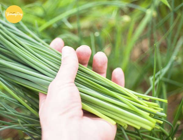 Hẹ rất giàu dinh dưỡng nhưng phải có cách sử dụng hợp lý