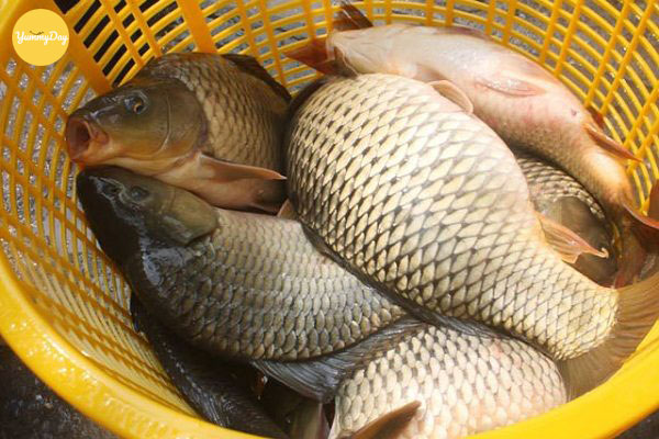 Lựa chọn 1 con cá chép thật tươi ngon