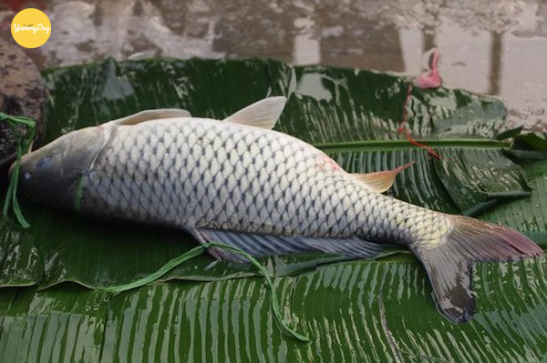 Cá trắm tươi ngon