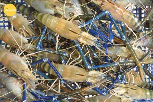 Bạn chọn mua những con tôm tươi sống