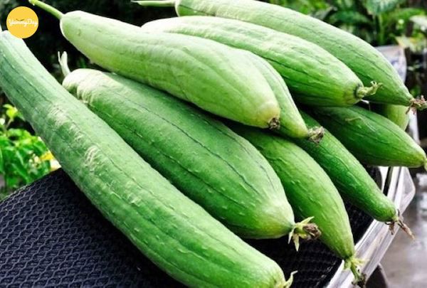 Lựa chọn những quá mướp xanh ngon