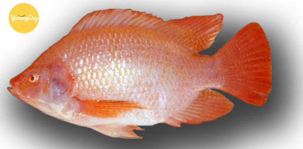 Cá diêu hồng tươi