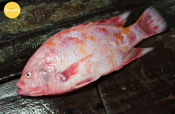 Cá diêu hồng