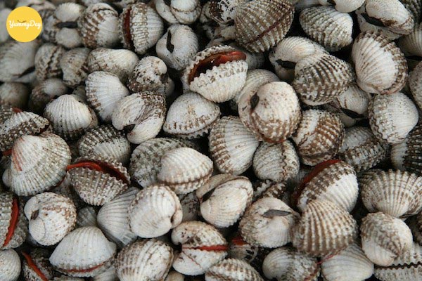 Lựa chọn những con sò huyết tươi ngon
