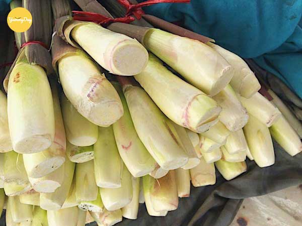 Củ niễng là loại cây thân rễ có phần thân dưới xốp to
