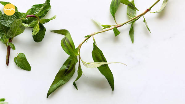 Lưu ý khi ăn nhiều rau răm