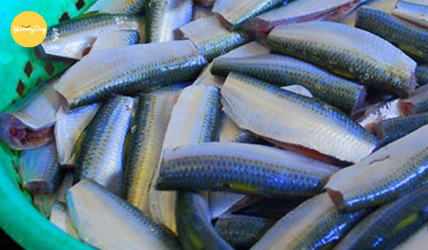 Sơ chế cá trích