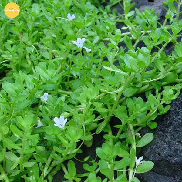 Rau đắng vườn nhà tươi ngon