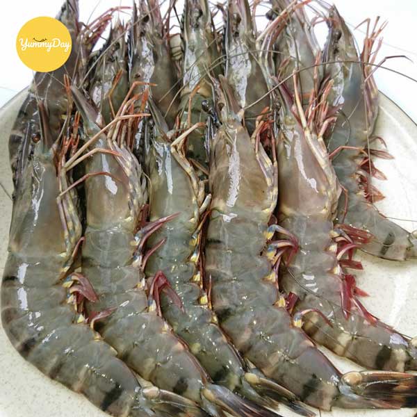Những con tôm tươi chất lượng