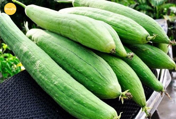 Cách lựa chọn mướp hương