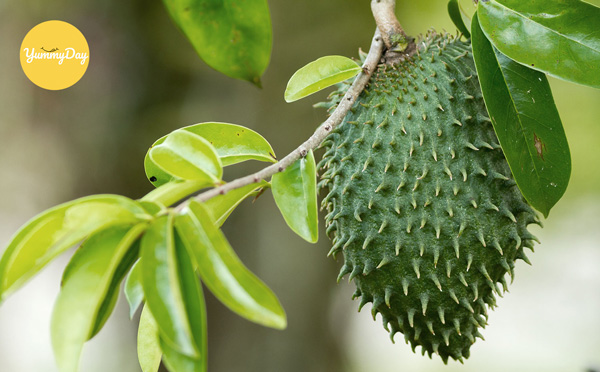 Mẹo chọn mãng cầu xiêm chất lượng