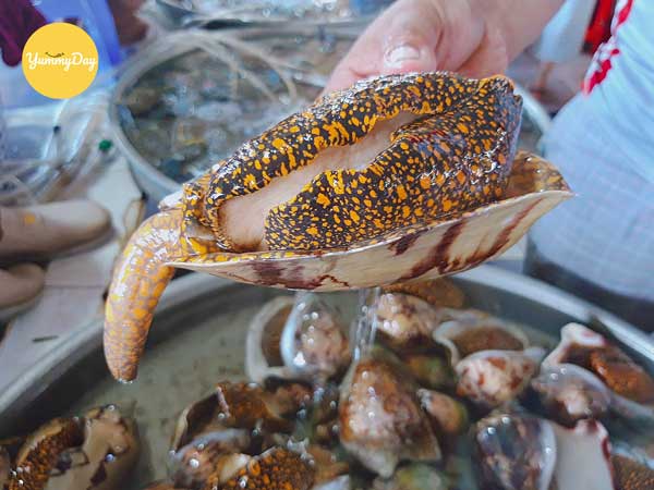 Như thế nào là con ốc giác ngon?