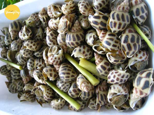 Ốc hương hấp sả siêu hấp dẫn