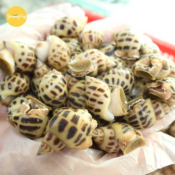 Lựa chọn ốc hương tươi ngon