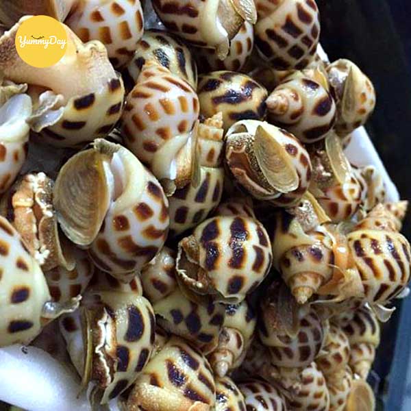 Lưu ý cách chọn ốc hương và cách sơ chế ốc