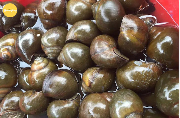 Chuẩn bị khoảng 1kg ốc nhồi nhé!