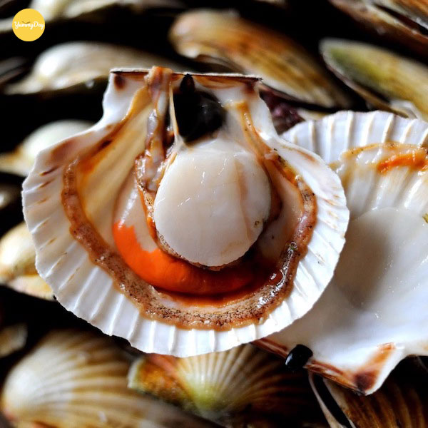 Những con sò điệp tươi ngon