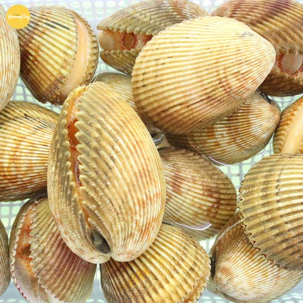 Chọn số lượng sò dương phù hợp với nhu cầu nhé