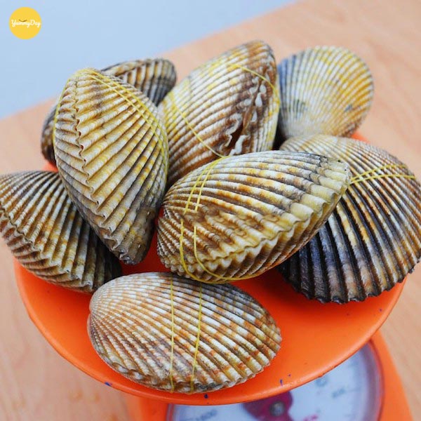Lựa chọn sò dương tươi ngon