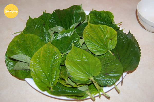 Lá lốt tươi hái tại nhà càng tốt